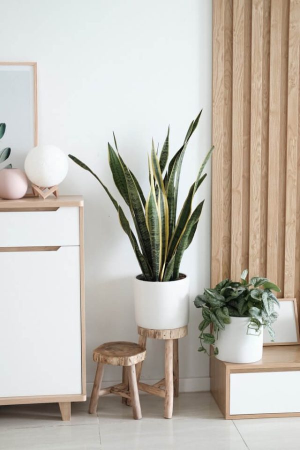 Sansevieria Golden Flame - Image 2